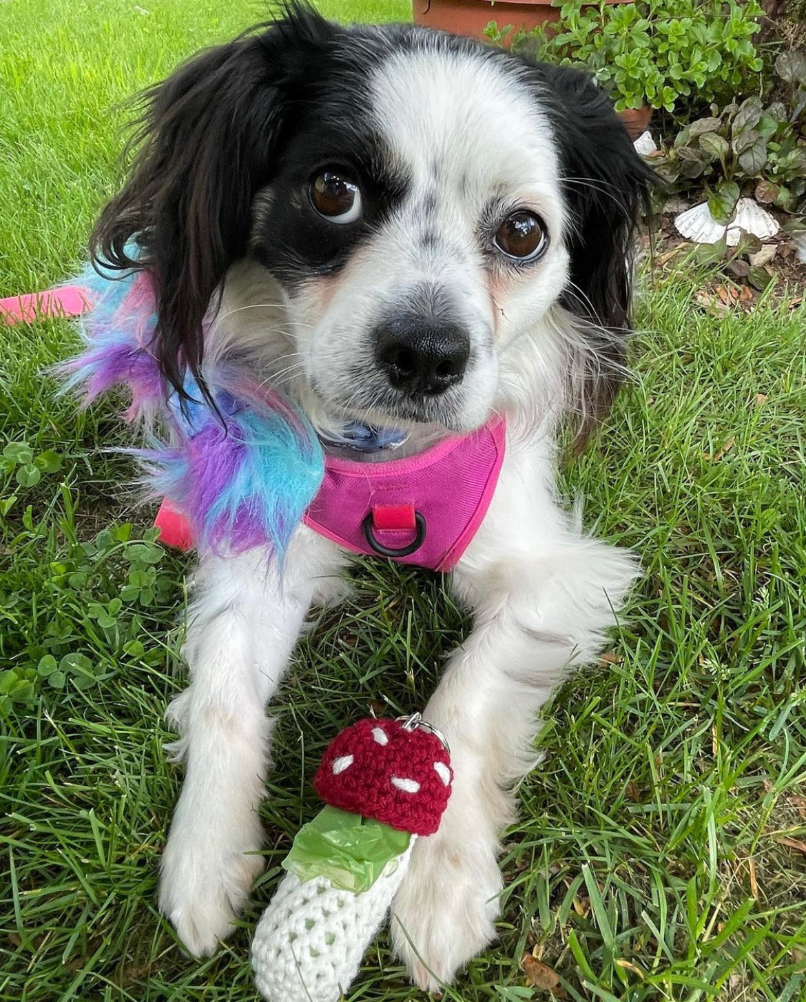 dog posing with a red and white crochet mushroom keychain that is holding doggy poop bags